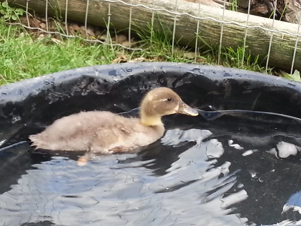 Dudley the duck is getting a 3D printed foot