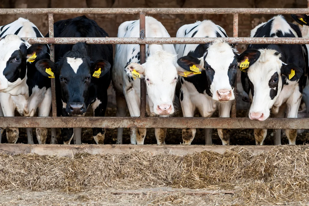How Modern Tech in Livestock Farming is out of this World