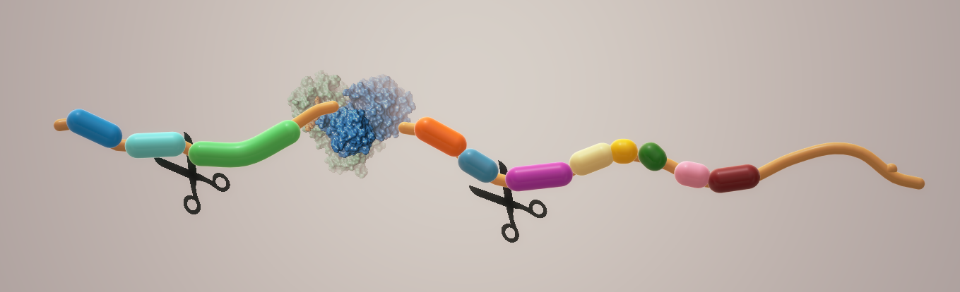 Figure 1: Schematic diagram showing the Mpro protein cleaving the pp1ab polyprotein